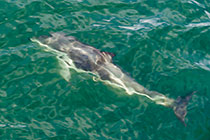 dolphins