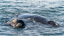 whale