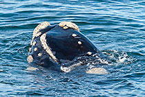 whale