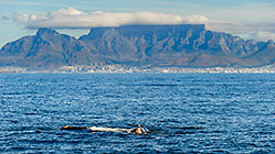 whale in front of Table Mountain