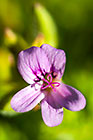 Pelargonium sp | geranium | Geraniaceae