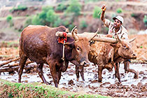 people working with zebu in paddy fields