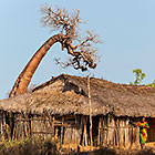 baobab tree near house