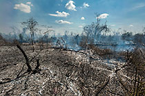 slash & burn
