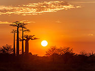 baobab trees at sunrise