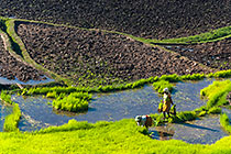 woman collecting rice in nursery in paddy fields