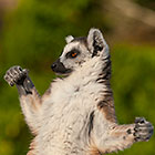 Lemur catta | ringtailed lemurs