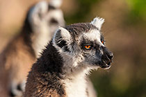 Lemur catta | ringtailed lemurs