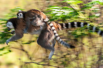 Lemur catta | ringtailed lemurs