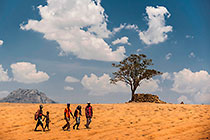 people walking near solitaire tree