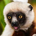 Propithecus coquereli | Indriidae | Coquerel's sifaka