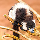 Varecia variegata | Lemuridae | black-and-white ruffed lemur