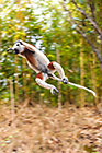 Propithecus coquereli | Indriidae | Coquerel's sifaka jumping