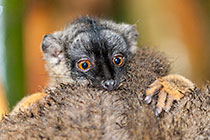 Eulemur fulvus | Lemuridae | brown lemur baby