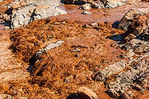 brown water in river