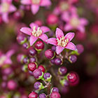 flowers on tree