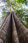 tree truncks