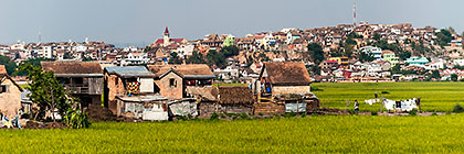 houses in paddy fields