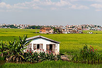 houses in paddy fields