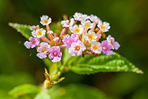 Clidemia hirta | Melastomataceae | flowers
