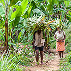 women harvesting leaves for aromatic oil extraction