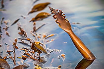 sea algae | kelp
