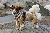 Charlie dog with sea foam
