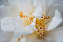 Camelia flower