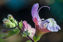 Salvia flower