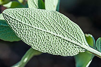 Salvia leaves