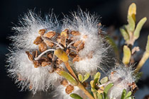 wild rosmary | Eriocephalus | cotton-like fruits