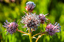 protea flower