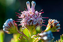 protea flower