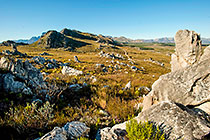fynbos & rocks