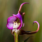 orchid flower