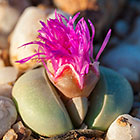 stone plants w flower