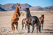 Horses