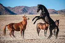 Horses