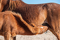 Horses