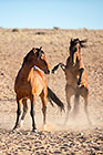 Horses