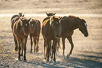 Horses