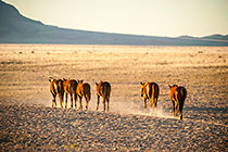 Horses