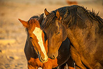 Horses