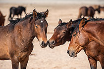 Horses