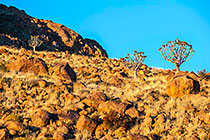 Aloe dichotoma | quiver tree | rocky mountain