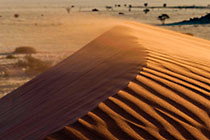 wind on sand dune