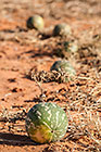 Namib Tsamma