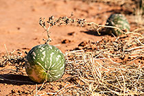 nama mellon