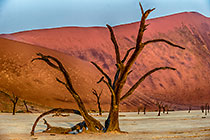 dead trees in Dead Vlei