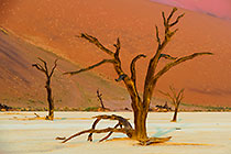 dead trees in Dead Vlei